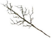 branche XL "twig", avec mousse, naturel/vert, l...