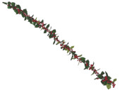 ilex garland with berries “holly”,...