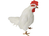 chicken “natural”, large, white, h 28cm, w...