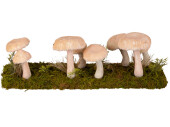 groupe de champignons sur panneau de mousse, 44 x 11 x h...
