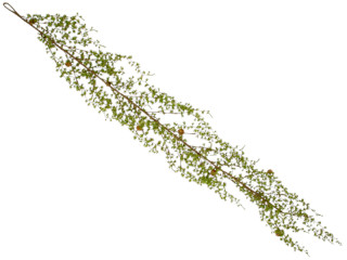 Mini-Kiefergirlande mit Zapfen, braun/grün, L 180cm