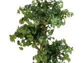 arbre ginkgo B1, vert, en pot, h 145 cm, ignifuge