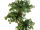 arbre ginkgo B1, vert, en pot, h 145 cm, ignifuge