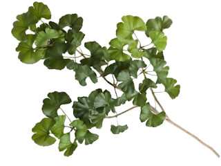 gingko branch B1, green, l 60cm, flame retardant