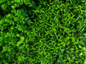 Pflanzen-Paneele "Living-Wall Farn-Mix"...