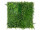 panneau de plantes "Living-Wall Farn-Mix" vert,100 x 100cm, B1 UV, ignifugé, protégé contre les UV