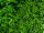 panneau de plantes "Living-Wall Farn-Mix" vert,100 x 100cm, B1 UV, ignifugé, protégé contre les UV