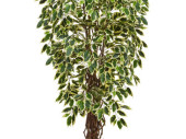 Ficus Benjamini B1, en pot, vert/blanc, h 120cm, ignifuge