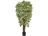Ficus Benjamini B1, potted, green/white, h 120cm, flame...