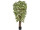 Ficus Benjamini B1, en pot, vert/blanc, h 120cm, ignifuge