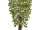 Ficus Benjamini B1, en pot, vert/blanc, h 120cm, ignifuge