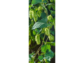Textilbanner "Hopfen", grün, 75 x 180cm, Schlauchnaht oben+unten