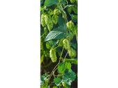 bannière textile "houblon", vert, 75 x...