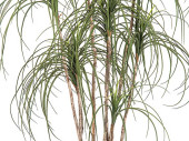 arbre "Pony Tail Nitida", vert/marron, h 150cm