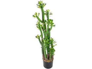 cactus "Euphorbia Roylena", vert, h 118cm