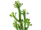 cactus "Euphorbia Roylena", vert, h 118cm