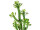 cactus “Euphorbia Roylena”, green, h 118cm