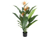 strelitzia with 4 flowers, in pot, green/orange, h 120cm,...