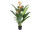 strelitzia avec 4 fleurs, en pot, vert/orange, h 120cm, résistant aux UV