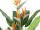 strelitzia avec 4 fleurs, en pot, vert/orange, h 120cm, résistant aux UV