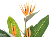strelitzia with 3 flowers, in pot, green/orange, h 90cm, UV-resistant