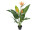 strelitzia with 3 flowers, in pot, green/orange, h 90cm, UV-resistant