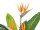 strelitzia with 3 flowers, in pot, green/orange, h 90cm, UV-resistant