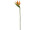 strelitzia, 1 fleur, vert/orange, l 102cm