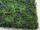 panneau Living-Wall "mélange de plantes", B1, protégé contre les UV, vert/violet,100 x 100cm, ignifuge