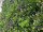 panneau Living-Wall "mélange de plantes", B1, protégé contre les UV, vert/violet,100 x 100cm, ignifuge