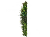 Living-Wall Pflanz-Mix, B1, UV-geschützt,...