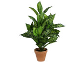 Aphelandra bush in pot, h 58cm
