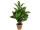 Aphelandra bush in pot, h 58cm