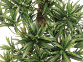arbre "Dracaena Reflexa", vert/brun,...