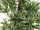 Baum "Dracaena Reflexa", grün/braun, schwer entflammbar B1, versch. Grössen