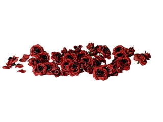 rose blossoms, bordeaux, Ø 4cm, 60 pieces