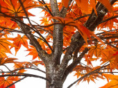 maple tree XL, autumn colored, h 180cm, Ø 130cm