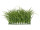 plaque de gazon haute vert herbe