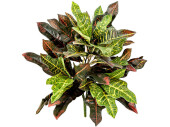 buisson de croton avec 48 feuilles, vert/rouge, h 50cm,...