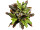 buisson de croton avec 48 feuilles, vert/rouge, h 50cm, B1 ignifugé