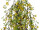 hanging plant with flowers, green/yellow, h 30cm, B1 flame-retardant, UV-resistant