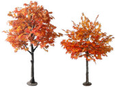 Ahornbaum XL, herbstbunt, versch. Grössen