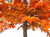 Ahornbaum XL, herbstbunt, versch. Grössen