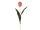 tulip pink 50cm
