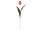 tulip pink 50cm