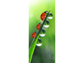 Textilbanner "Marienkäfer auf Grashalm",...