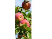 Textilbanner "Apfelzweig", rot/grün, 75 x...