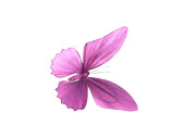 papillon "papier", lilas, 30 x 23cm