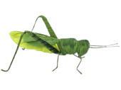 sauterelle papier, vert, 28 x 15 x h 13,5cm