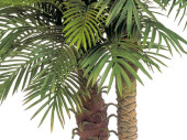Phönixpalme 2-stämmig, H 195cm, getopft, 55...